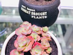 -KKV(深圳宏发大仟里店)