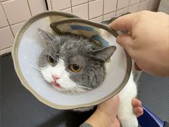 -FAELING PETS美天灵宠物(富力广场店)
