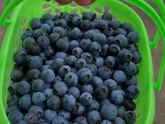 -金谷域澳洲庄园