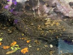 -上海大自然野生昆虫馆(东方明珠·爬宠昆虫探索中心)