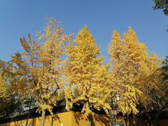 -西园戒幢律寺