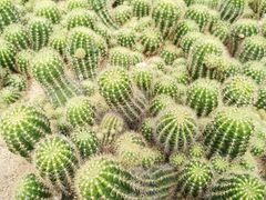 -深圳仙湖植物园