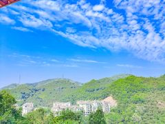 -银湖山郊野公园-相思林