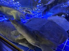 -徐记海鲜(观沙岭|滨江新城店)