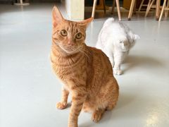 -豆逗聊愈猫阁Easy Life