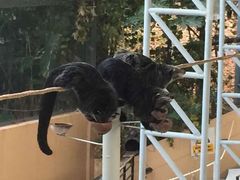 -清迈夜间动物园