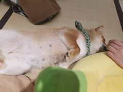 -逗柴咖啡屋·狗咖猫咖宠物桌游