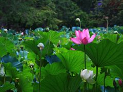 -莲湖公园