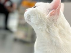 -琪喵猫屋·撸猫猫咖·猫舍
