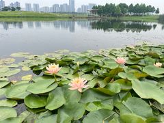-洋湖国家湿地公园