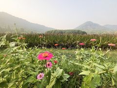 -八卦田遗址公园