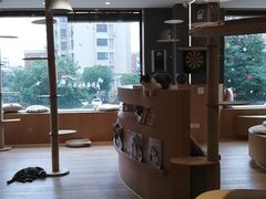-CAT’S MEWSTAR CAFE·喵星球猫屋(晴湾咖啡店)