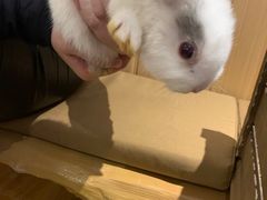 -猫猫幼稚园·撸猫·桌游·电玩