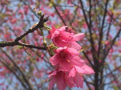 -天适樱花悠乐园
