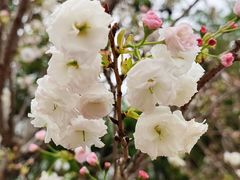 -天适樱花悠乐园