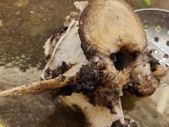 -周老三跷脚牛肉·全牛火锅(非遗传承店)