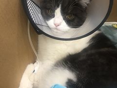 -伟伟宠物医院·CT影像中心·瑞派犬猫综合性门诊(汉口总院)