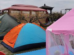 -樂桃源奉贤黄桃种植采摘基地