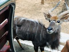 -清迈夜间动物园