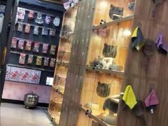 -喵百万·布偶·蓝金金渐层英短·猫舍(百子湾店)