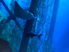 -迪拜水族馆及水下动物园