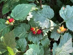 -鲁山国家森林公园