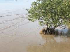 -宝安西湾红树林湿地公园