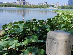 -莲花池公园