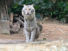 -广州长隆野生动物世界