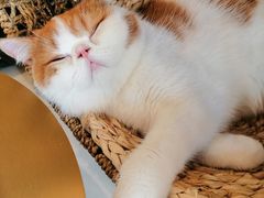 -飞行喵MR PILOT|猫舍·猫咖(静安大融城店)