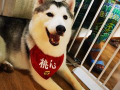 -Husky Go! 哈士奇体验馆·宠物咖啡厅狗咖