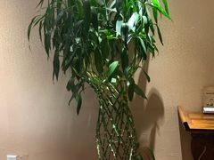 -菩提慧宾养生堂(梦幻亮点世界公园店)