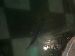 -吃货私房菜(丽江束河古镇店)