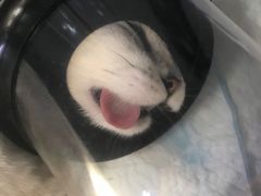 -咕噜咕噜宠物医院·CT·肿瘤科·骨科(前海院)