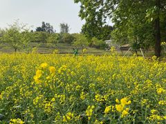 -天适樱花悠乐园