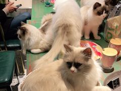 -喵喵咪呀布偶猫咖(春熙路店)