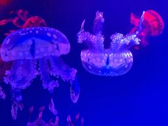 -多彩贵州城极地海洋世界