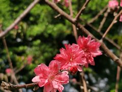 -深圳国际园林花卉博览园