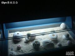 -亚龙湾中心广场·贝壳馆