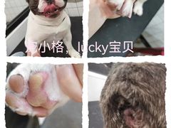 -宠小格时尚宠物生活馆(唐镇店)