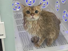 -爱洗澡的猫(望京店)