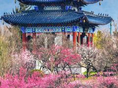 -梅花山(明孝陵内)