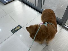 -全心全意连锁动物医院·微创中心·内科急重症·心脏专科(丰管路店)