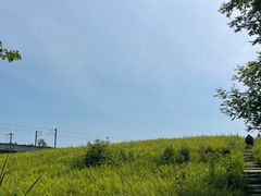 -桤木河湿地公园