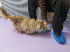 -1013 PET SHOP 宠物商店(近铁城市广场店)