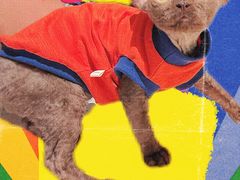 -momokira米努特·德文卷毛猫·棉花面纱犬