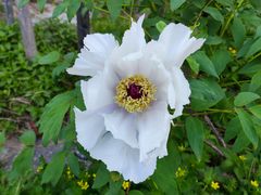 -西区老大房(愚园路店)