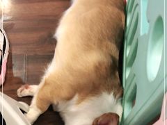 -柯斗斗主题餐厅·狗咖·围炉煮茶·茶饮(国瑞升平里店)