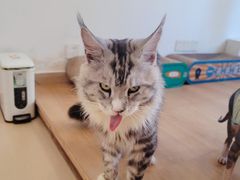 -猫在这儿猫咪咖啡馆·撸猫馆