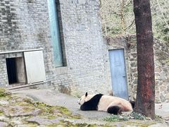 -都江堰中华大熊猫苑